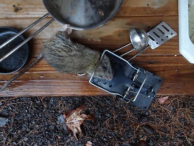 mouse trapping
